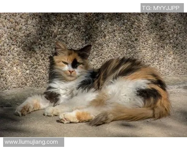 托普奥斯与阿尔梅勒城激战在即谁将赢得这场精彩对决 托普奥斯与阿尔梅勒城激战在即谁将赢得这场精彩对决